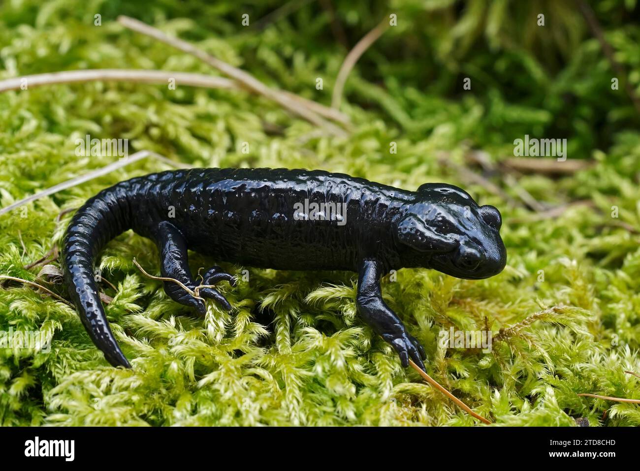 Closeup on the charcoal black Alpine salamander, Salamandra atra in the Austrian Carinthian Alps Stock Photo