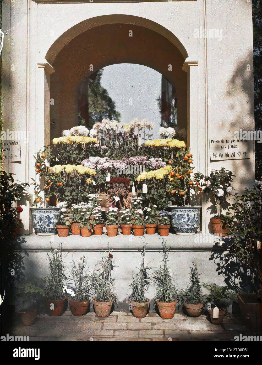 Tonkin, Indochina Chrysanthemums in pots in floral exhibition, Inscription, information, Daily life, Art, Nature, Environment, Chrysanthemum, Commercial inscription, Altar, Domestic object, Fruit, Flower, Ceramics, Exhibition, Vegetation, botany, Indochina, Tonkin, Crops: Ornamental Flowers: Chrysanthemums ect. flower exhibitions, Tonkin, 01/01/1914 - 31/12/1921, Busy, Léon, Léon Busy photographer en Indochine, Autochrome, photo, Glass, Autochrome, photo, Positive, Vertical Stock Photo