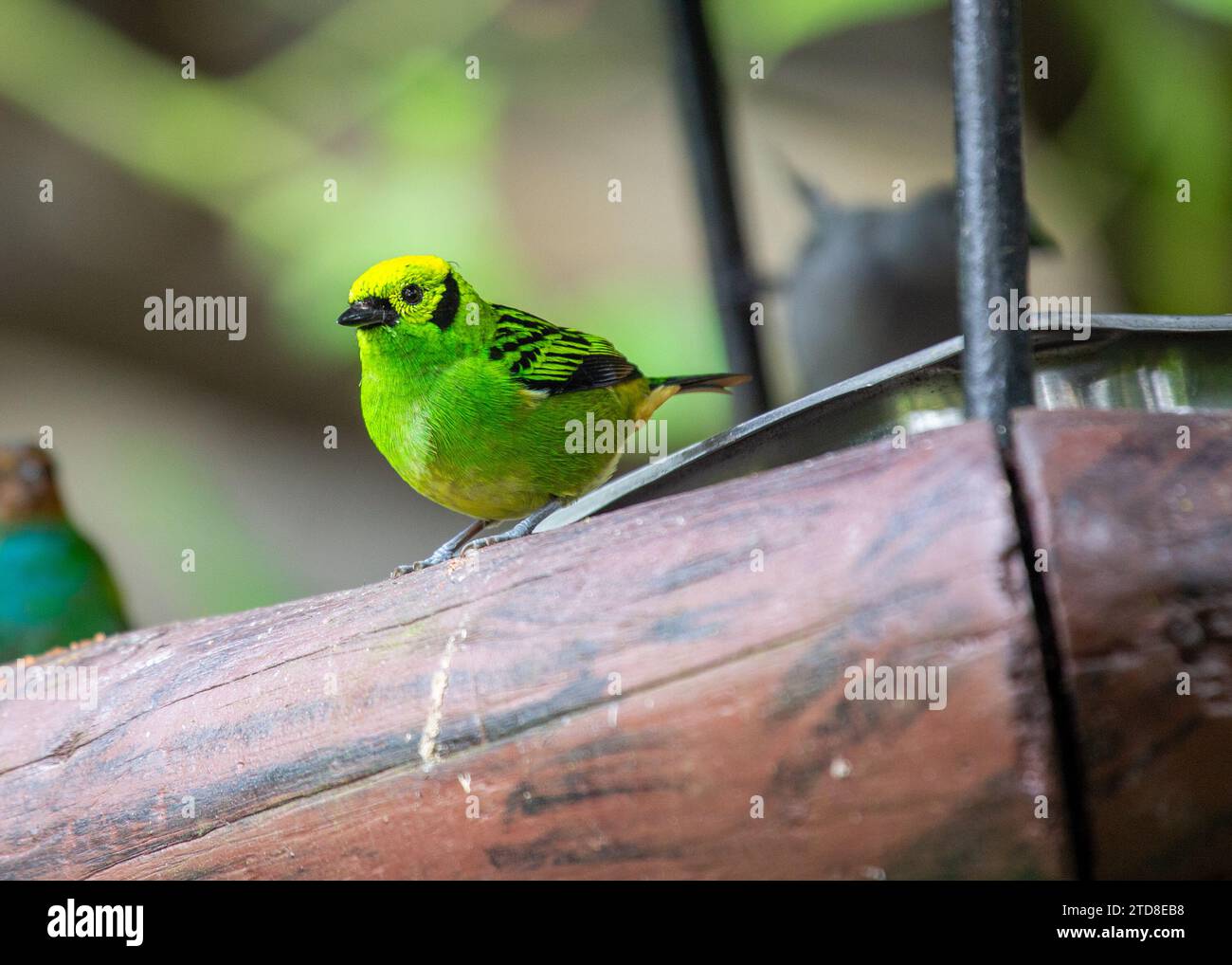 The resplendent Emerald Tanager (Tangara florida), a dazzling jewel in South American rainforests. With its vibrant green and blue plumage, this small Stock Photo