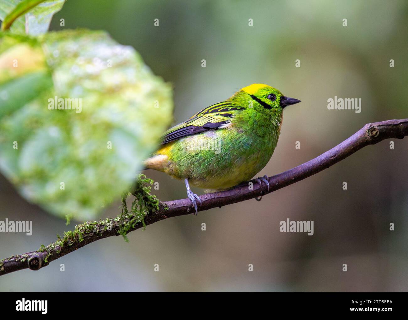 The resplendent Emerald Tanager (Tangara florida), a dazzling jewel in South American rainforests. With its vibrant green and blue plumage, this small Stock Photo