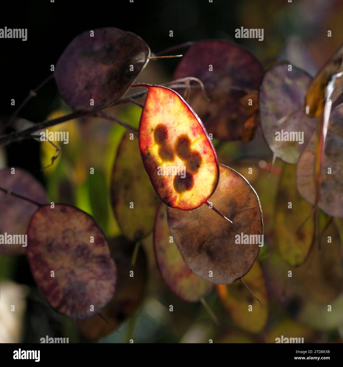 Vivid Honesty Seeds Moment in 4K Vivid Honesty Seeds Moment in 4K