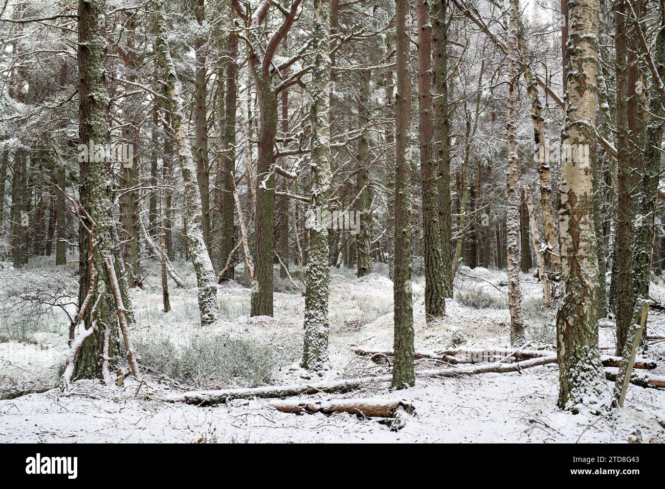 Scots pine trees along Loch Garten in the snow. Highlands, Scotland Stock Photo