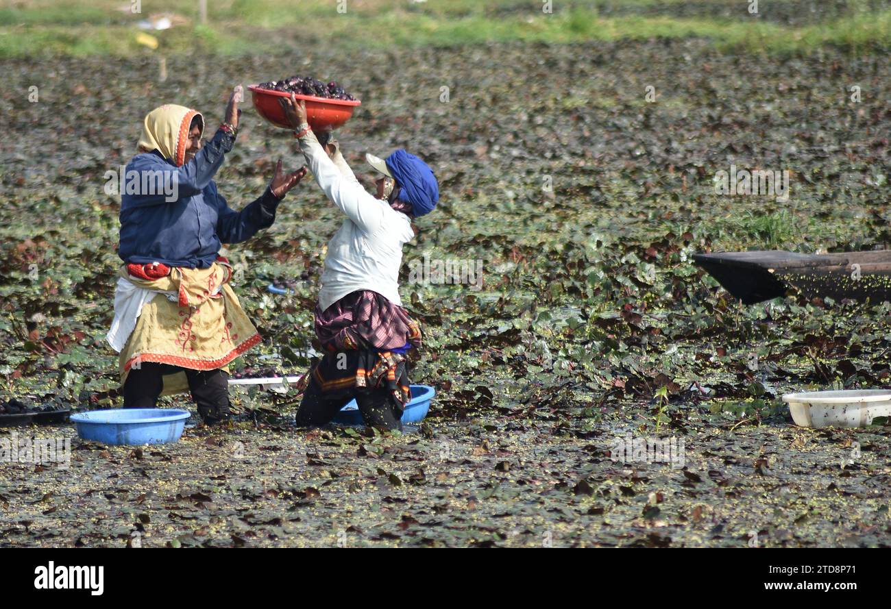 Jabalpur : Farmers collect water caltrop nuts, on a Lake on the outskirts of Jabalpur, on the cold winter Saturday, December 16, 2023. Stock Photo