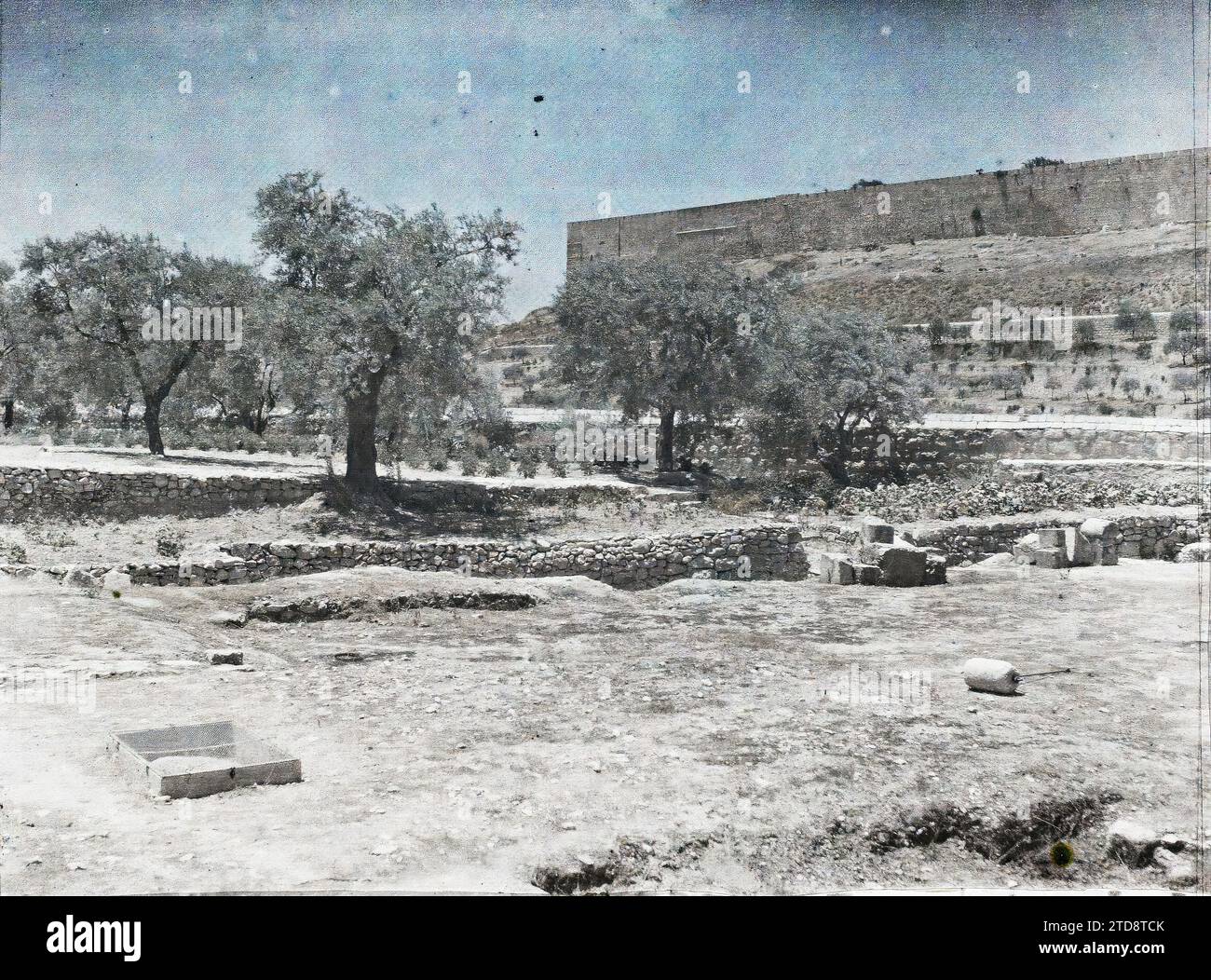 East of Jerusalem, Israel, Palestine Garden of Gethsemane, at the foot of  the Mount of Olives, place of the agony and arrest of Jesus, Habitat,  Architecture, Fruit, Fortified architecture, Park, Garden, Olive