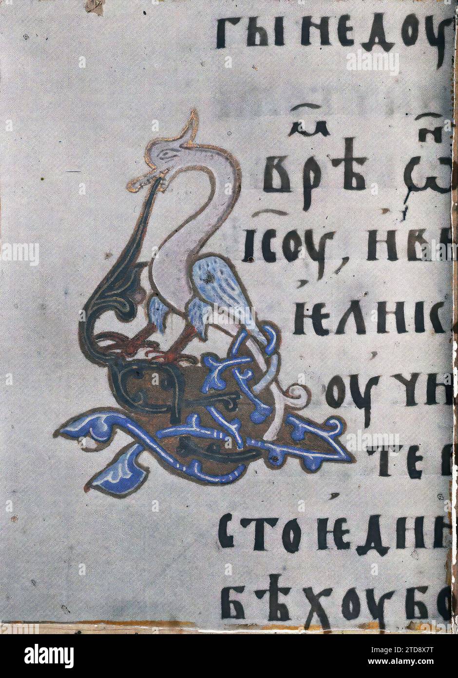 Hilandar Monastery, Greece, Animal, Religion, Art, Represented animal, fantastic animal, Christianity, Calligraphy, Monastery, Sacred book, Drawing, Turkey, Hilendar, Serbian Gospel Detail, Mont Athos, 12/09/1918 - 12/09/1918, Cuville, Fernand, 1918 - Greece - Fernand Cuville - (September), Autochrome, photo, Glass, Autochrome, photo, Positive Stock Photo