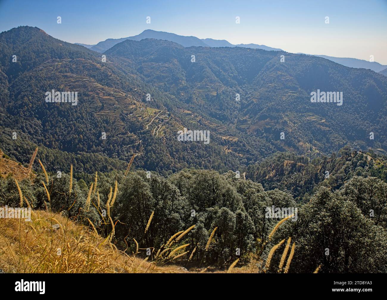 The terraced foothills of the Himalayas near Nainital, Uttarakhand, India. Stock Photo
