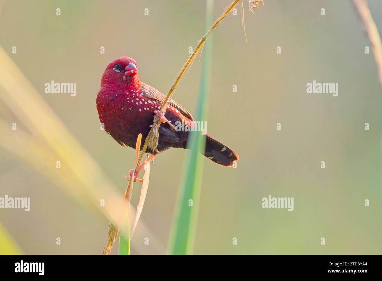 Red Avadavat (Amandava amandava), male perched on a grass stem, Sultanpur National Park and Bird Sanctuary, Delhi, India. Stock Photo