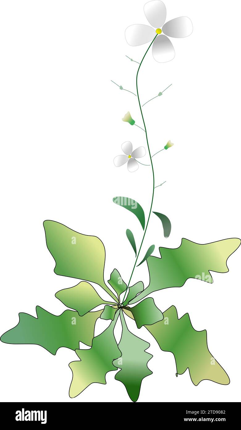 Arabidopsis Stock Vector Images