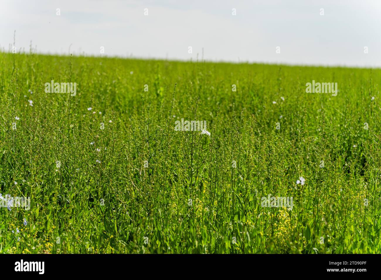 green tall Chicory crop plants in a field in spring Stock Photo