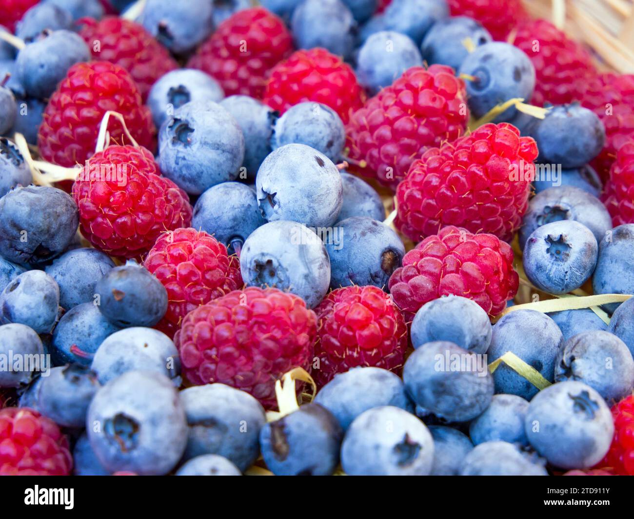 Mix Rasberry Row of raspberries hi-res stock photography and images - Alamy