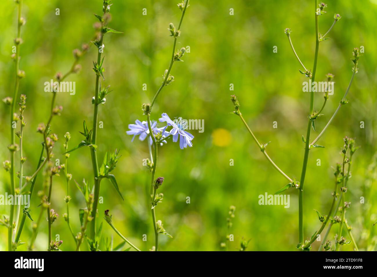 green tall Chicory crop plants in a field in spring Stock Photo