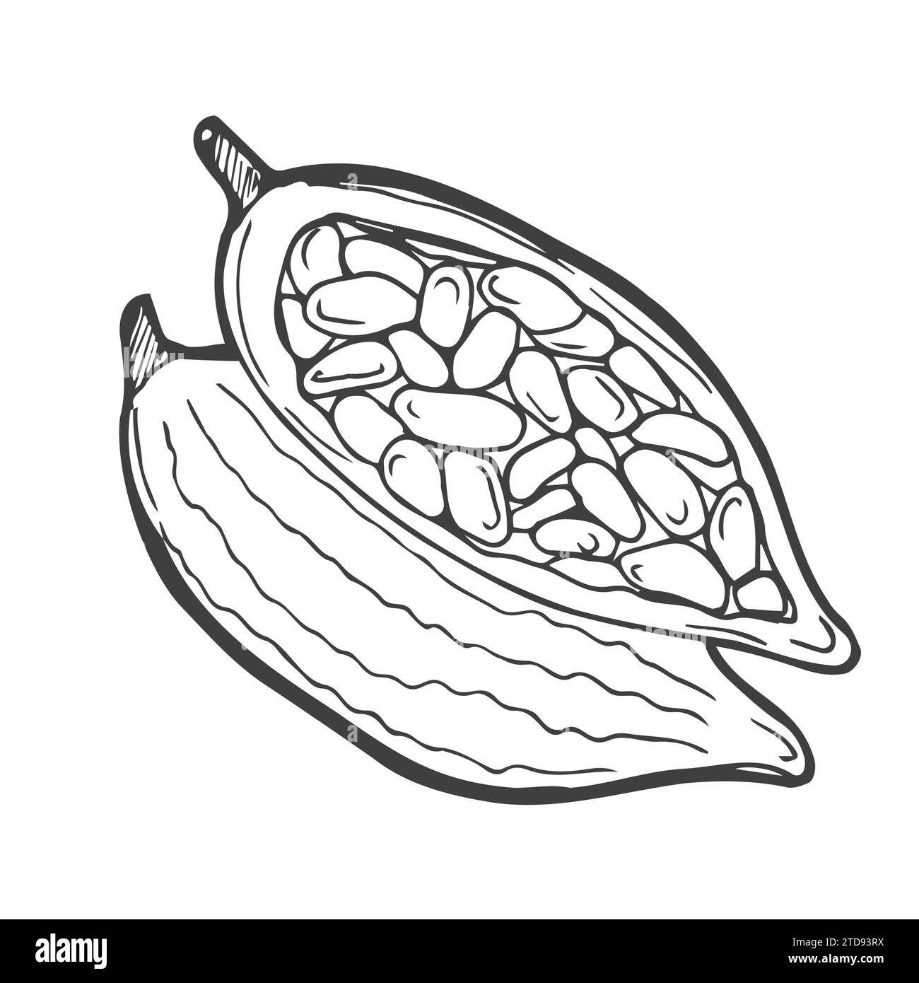 Cocoa set. Hand-drawn vector Cacao beans, leaves. Doodle Outline sketches Vector illustration for design menu, shop, fabric, wallpaper. Plant parts. F Stock Vector