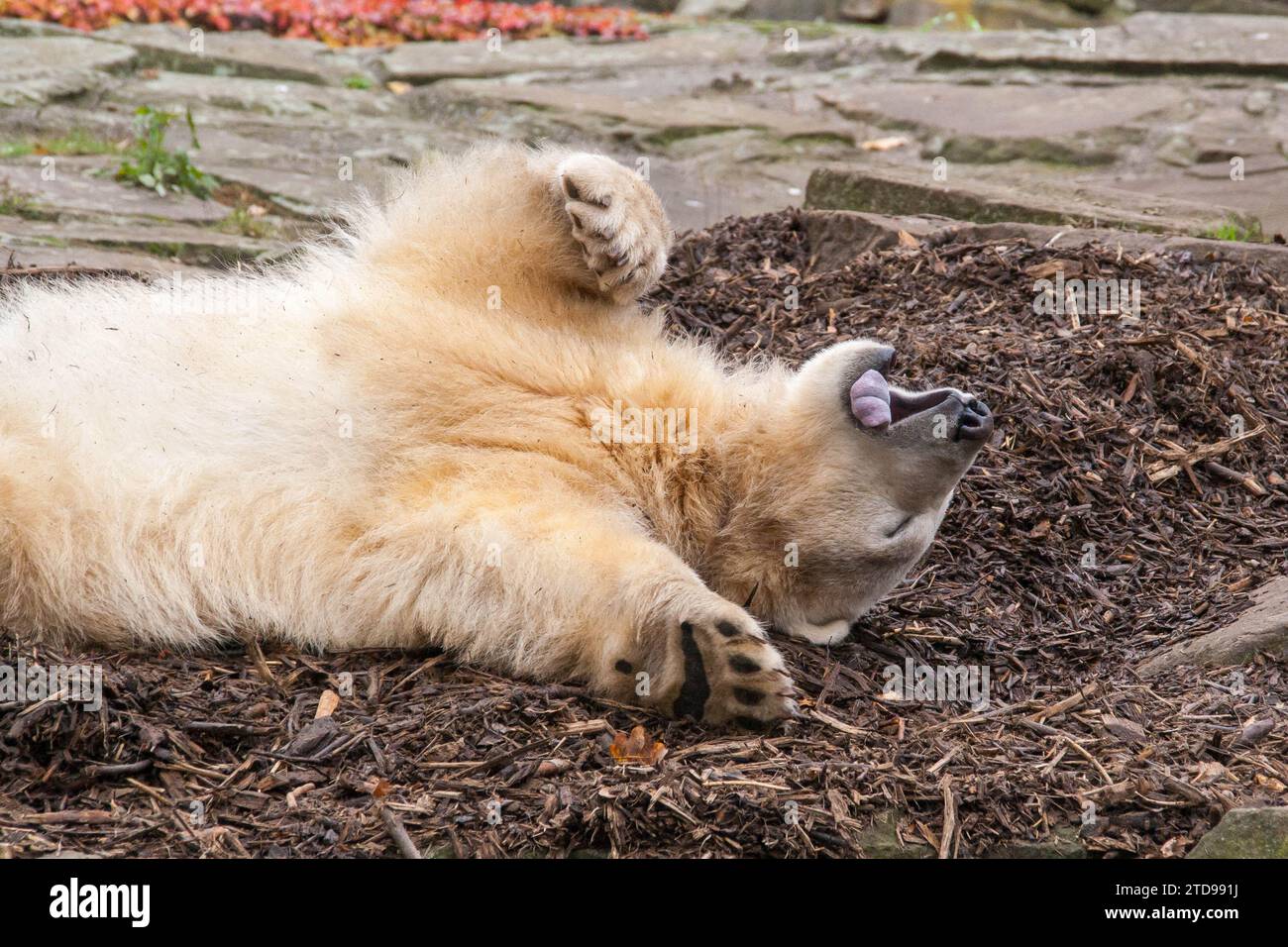 Knut baby zoo hi-res stock photography and images - Alamy