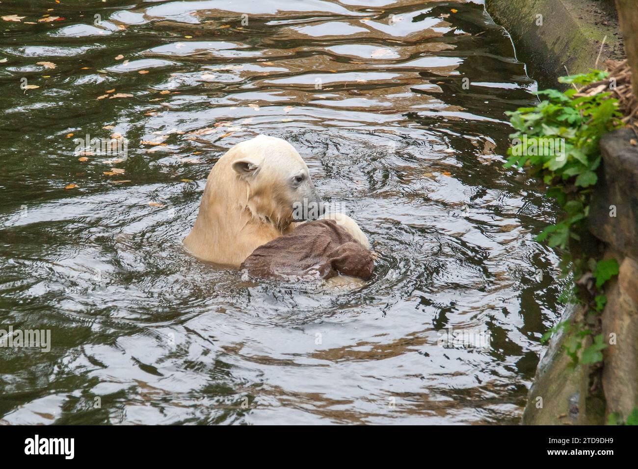 Knut baby zoo hi-res stock photography and images - Alamy