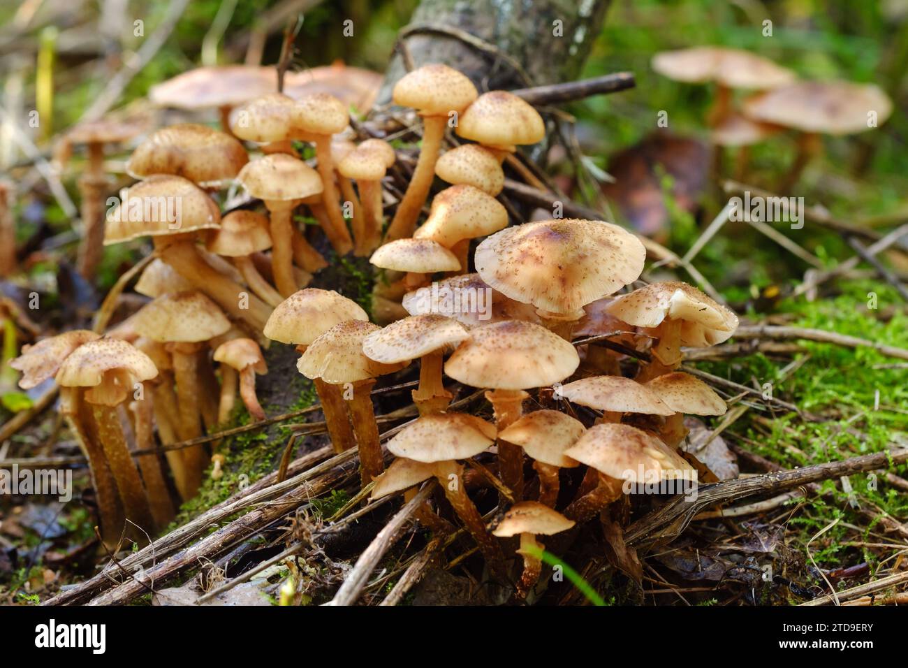 Forest Edible Mushrooms Honey Mushrooms Grow In The Forest On An Old forest-edible-mushrooms-honey-mushrooms-grow-in-the-forest-on-an-old