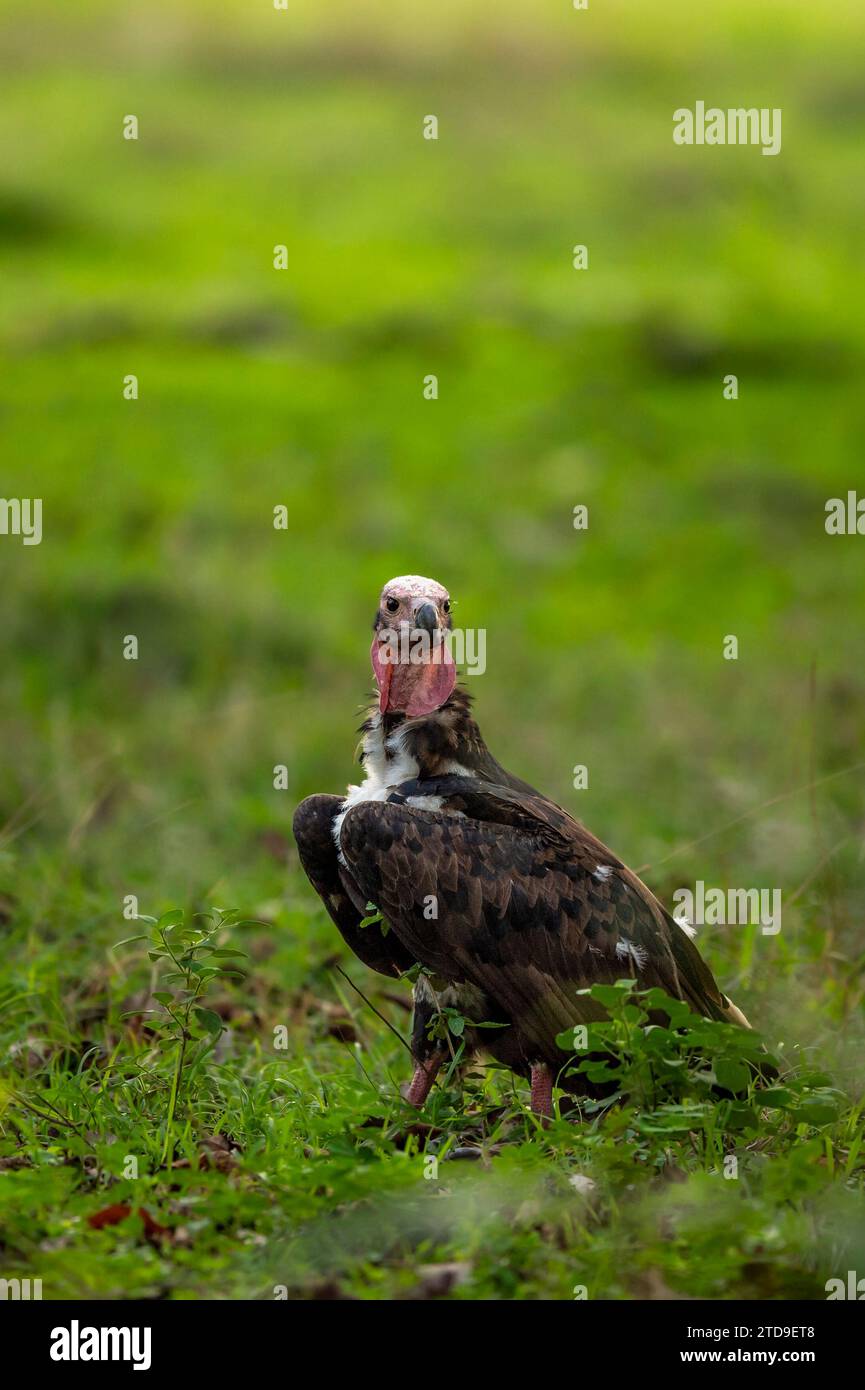 red headed vulture or sarcogyps calvus or Asian king or Indian black vulture in natural scenic green background during season safari Bandhavgarh india Stock Photo