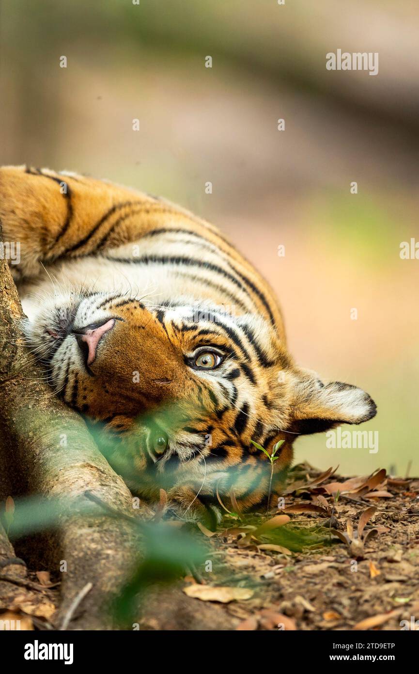 indian wild male bengal tiger or panthera tigris fine art face close up ...