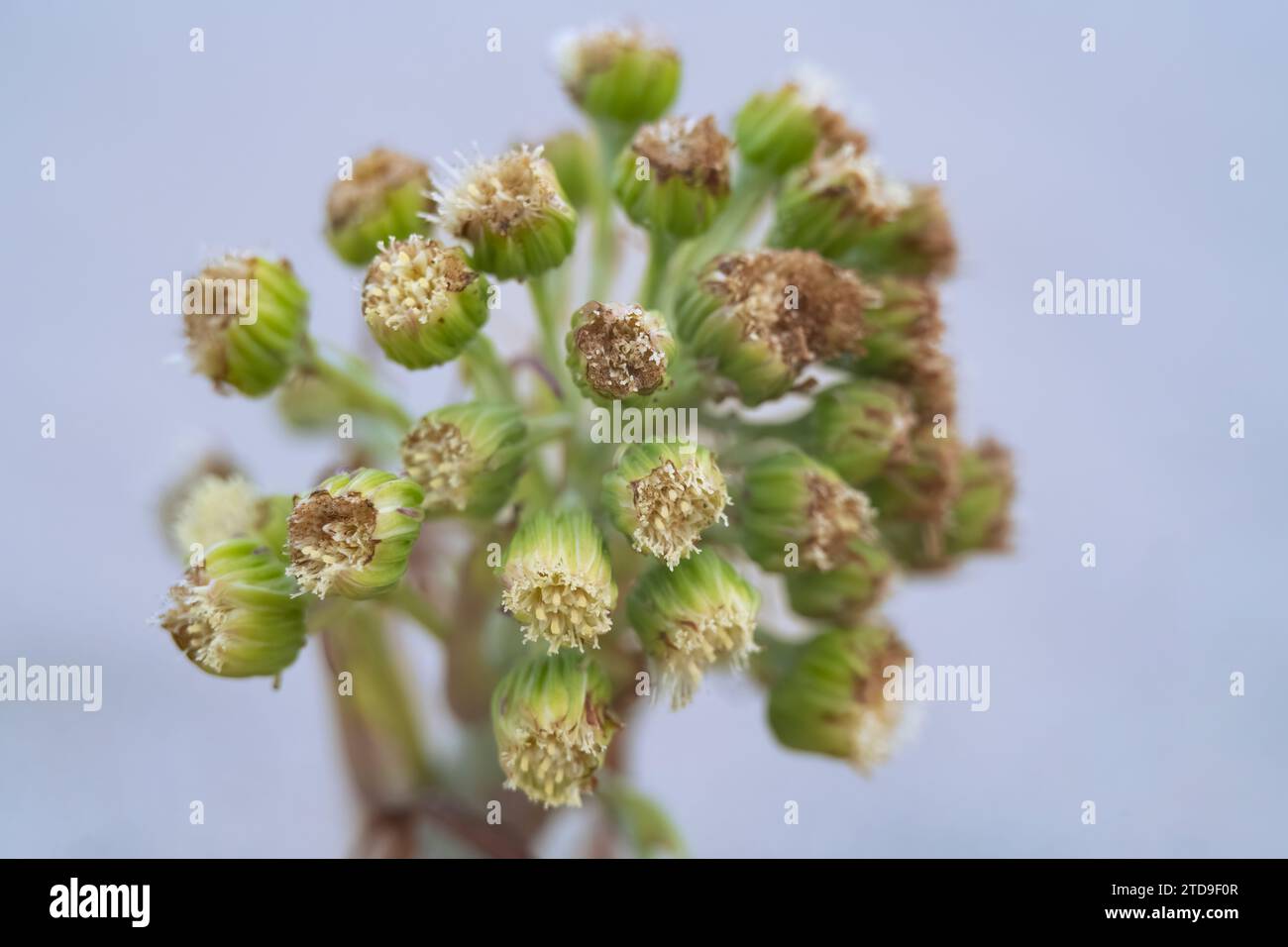 The inflorescence of a wooly butterbur in its natural environment, Curonian Spit, Kaliningrad region, Russia Stock Photo