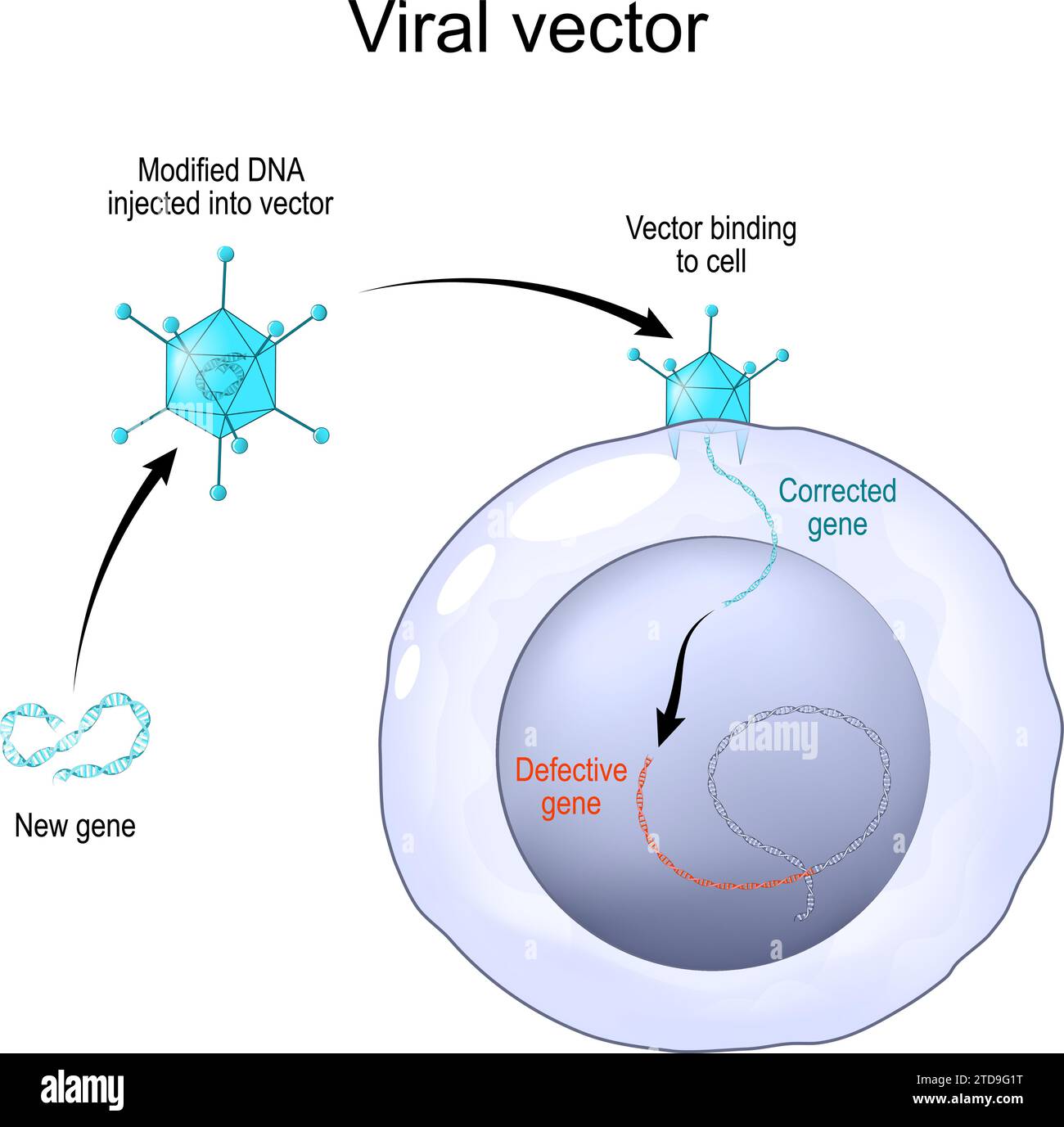 Viral vector for deliver genetic material into cells. Adenovirus for Gene Therapy. Genetic Engineering. Genome Editing. Vector illustration Stock Vector