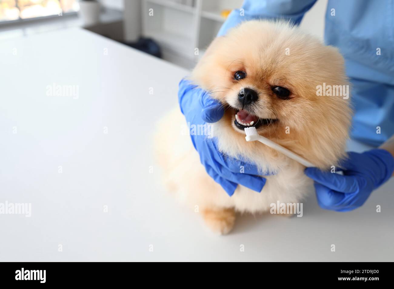 Veterinarian brushing Pomeranian dog's teeth during dental hygiene