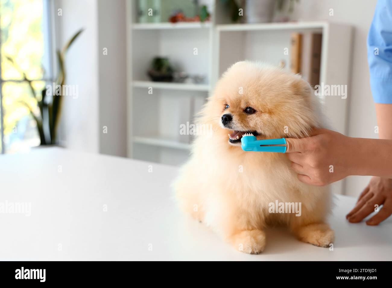 Veterinarian brushing Pomeranian dog's teeth during dental hygiene