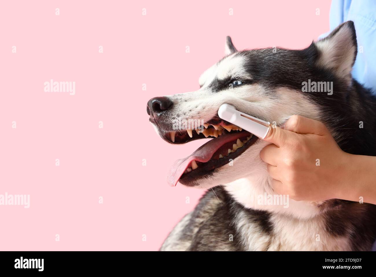 Veterinarian brushing Siberian Husky dog's teeth on pink background
