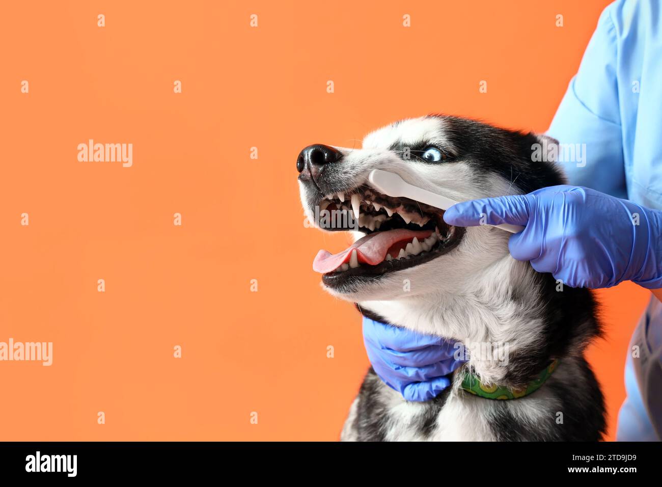 Veterinarian brushing Siberian Husky dog's teeth on orange background