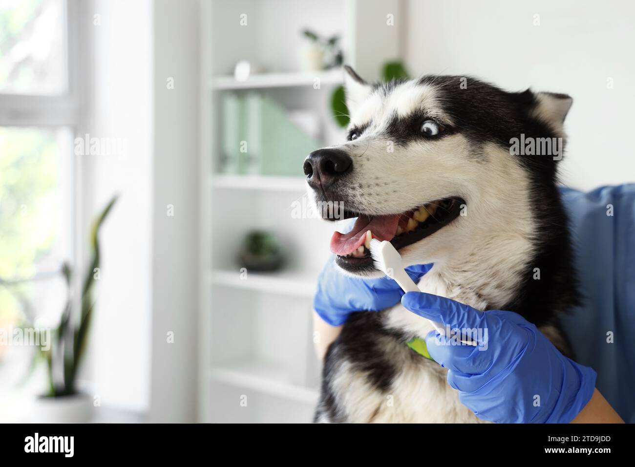 Veterinarian brushing Siberian Husky dog's teeth during dental hygiene procedure in clinic Stock