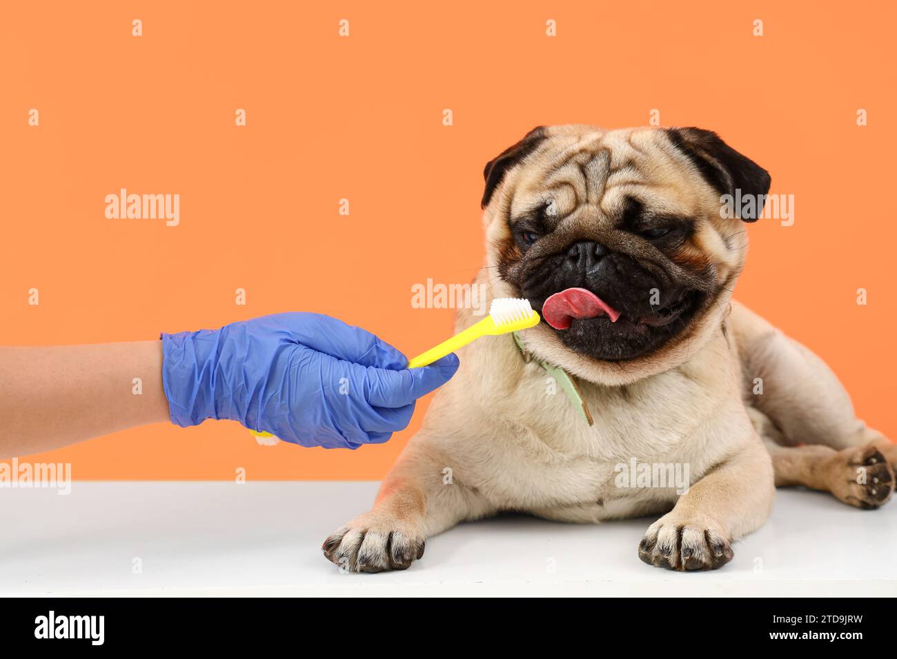 Pug toothbrush hotsell