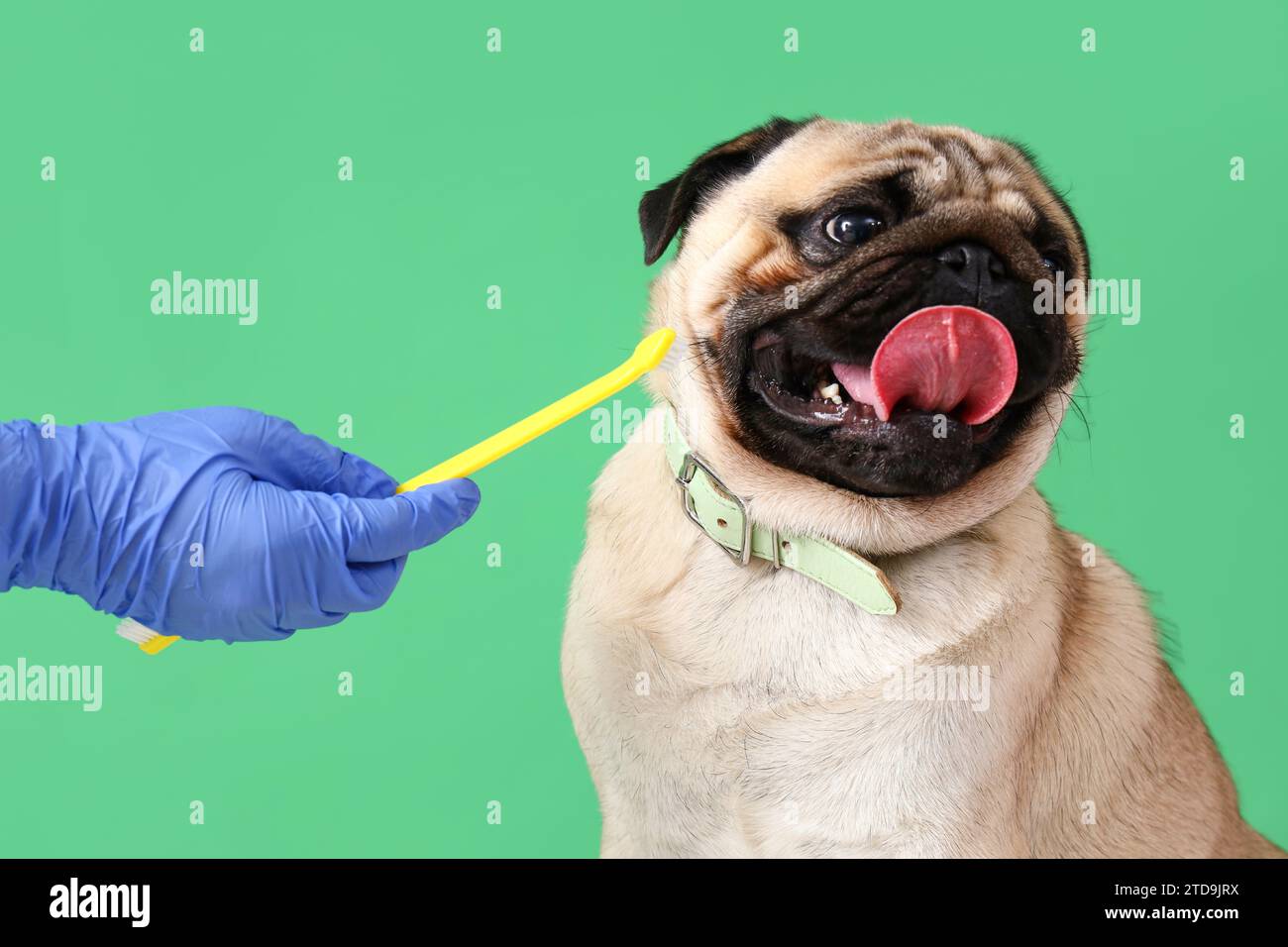 Veterinarian with toothbrush and pug dog on green background, closeup