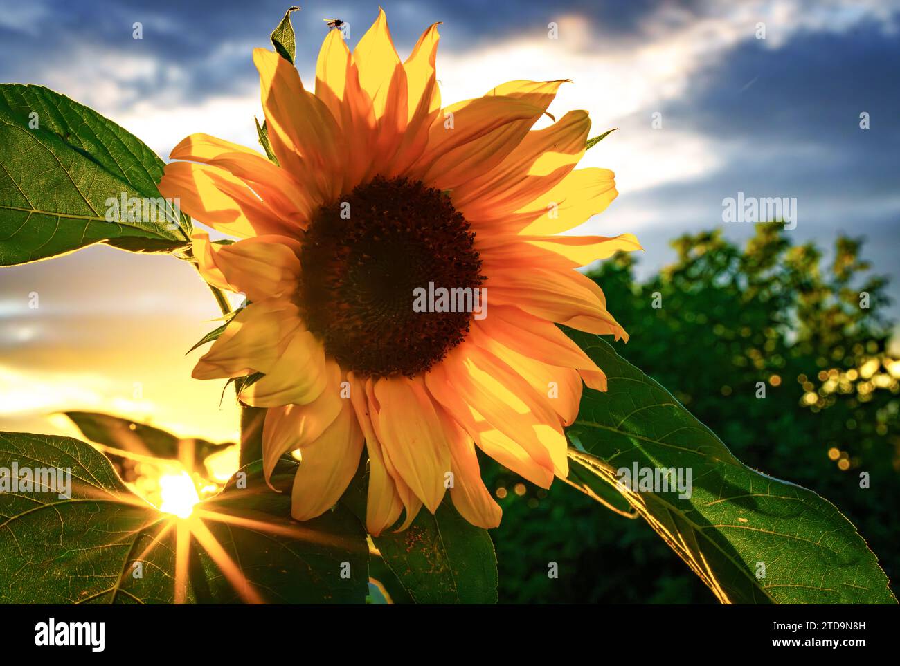 Close-up of sunflower from behind over sunset sky Stock Photo