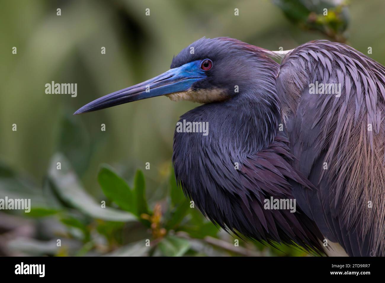 Portrait with subtle hues of tricolored heron against environmental green in St. Johns County, Florida, United States Stock Photo