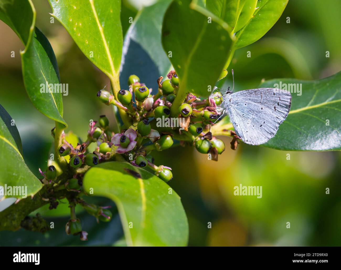 Holly blue butterfly  Celastrina argiolus, feeding on holly flowers in a garden, May Stock Photo