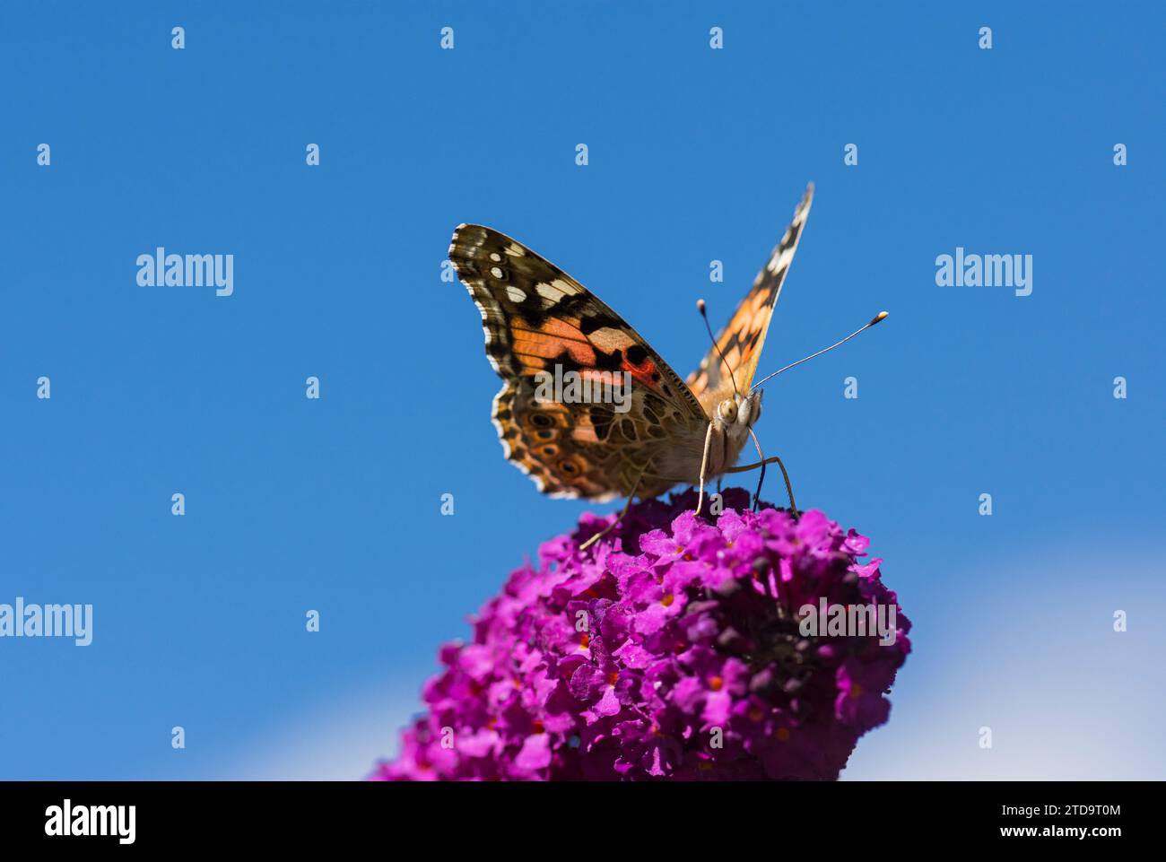 Painted Lady Vanessa cardui, feeding on a Buddlea , Butterfly bush , in a garden with blue sky above, July Stock Photo