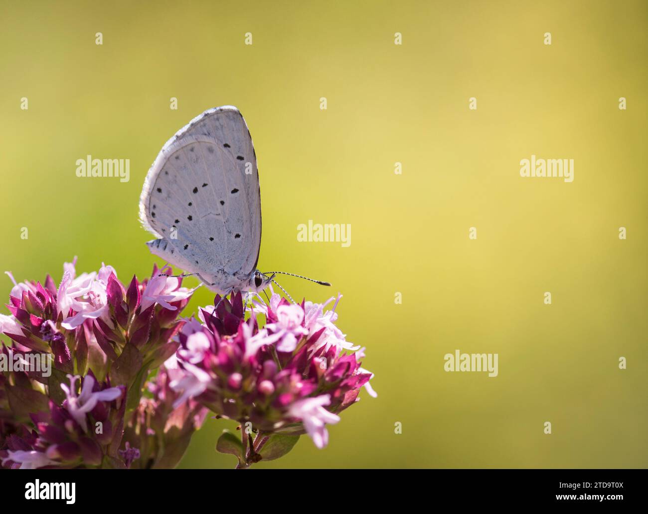 Holly Blue Celastrina argiolus, feeding on origanum vulgare flowers growing in a herb garden, Co Durham, July Stock Photo