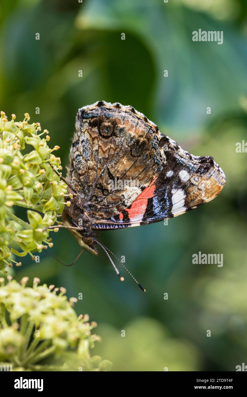 Red admiral Vanessa atalanta,side on with closed wings feeding on Ivy flowers Hedera helix,  garden, September Stock Photo