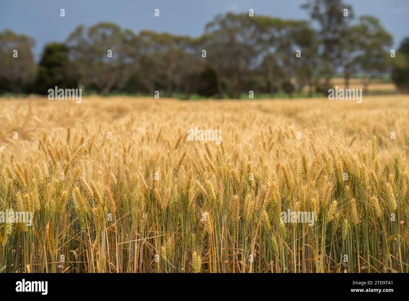 Crop rows of wheat and barley plants showing Agriculture growth and