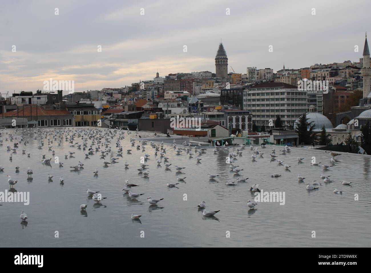 Rooftop pool of Istanbul Modern  art gallery with pigeons and skyline showing Galata tower Stock Photo