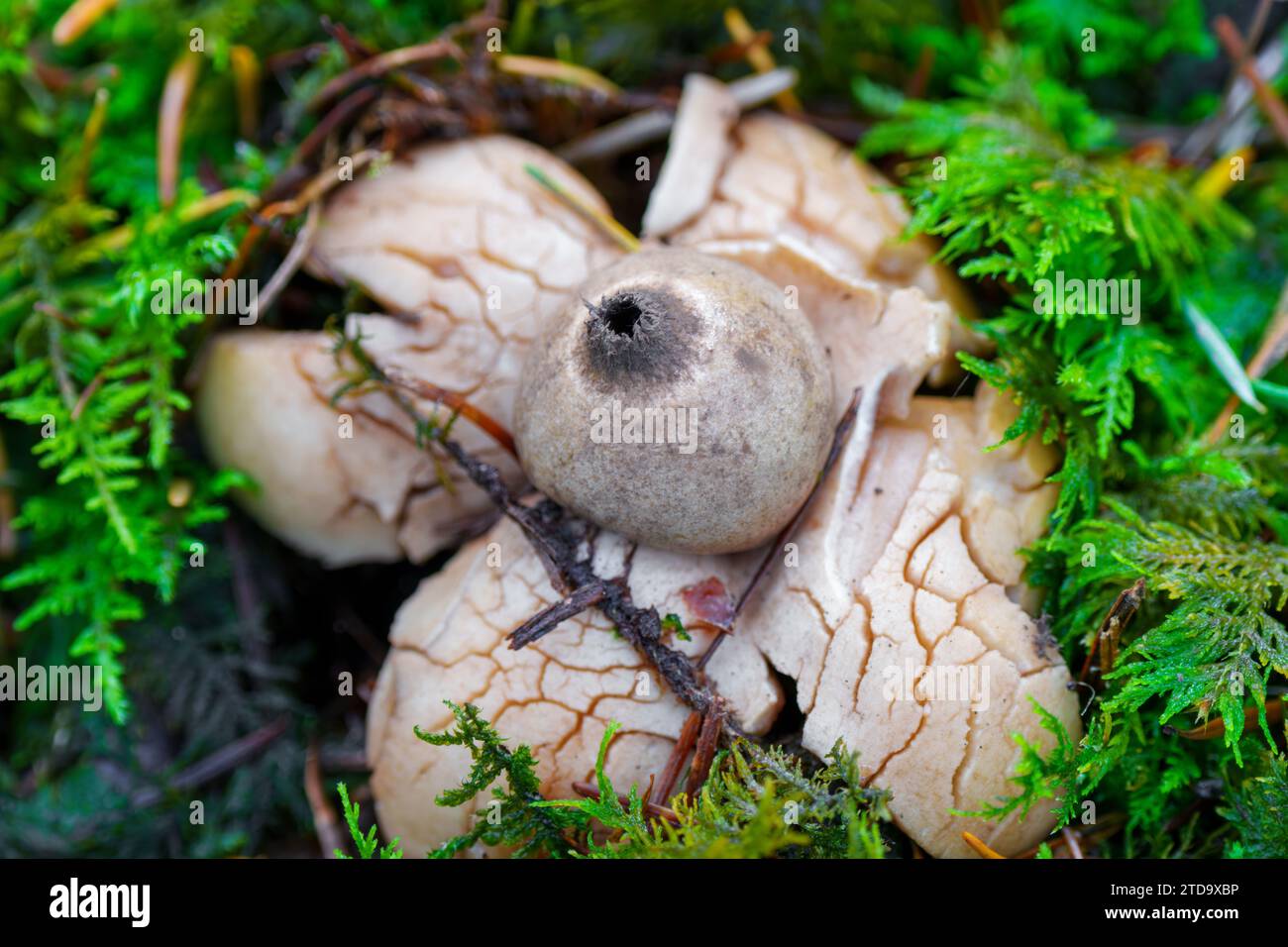 The mushroom Gewimperter Erdstern, GEASTRUM FIMBRIATUM, with high dept of focus and brown bokeh Stock Photo