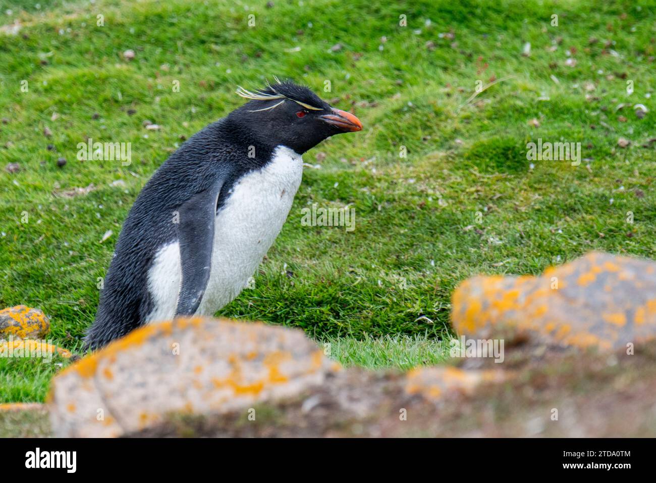 Falkland Islands, West Falklands, Saunders Island. Rockhopper penguin