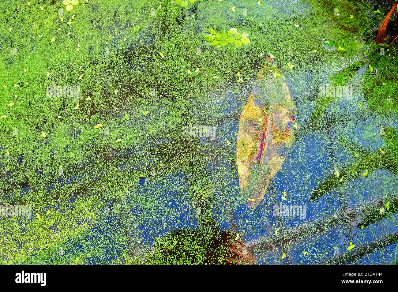 Lake water with green vegetation reflecting the blue sky and a leaf Stock Photo