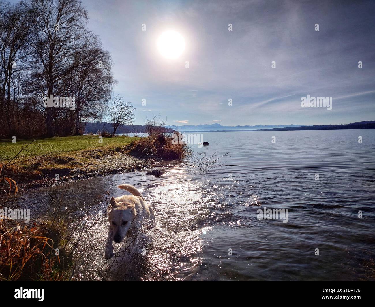 Lake Starnberg, Bavaria, Germany. 17th Dec, 2023. After frigid temperatures and areas in and around Munich having been blanketed in the most 24 hour snow accumulations in history, a dog enjoys slightly milder temperatures and plenty of sun at Lake Starnberg, near Munich in Germany. (Credit Image: © Sachelle Babbar/ZUMA Press Wire) EDITORIAL USAGE ONLY! Not for Commercial USAGE! Stock Photo