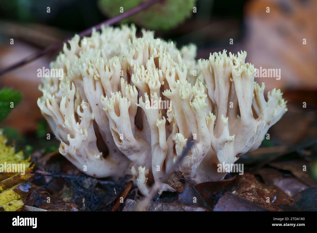 Ramaria flava. Goatsbeard. Yellow coral mushroom. Yellow coral esculent fungi. Close up Stock Photo