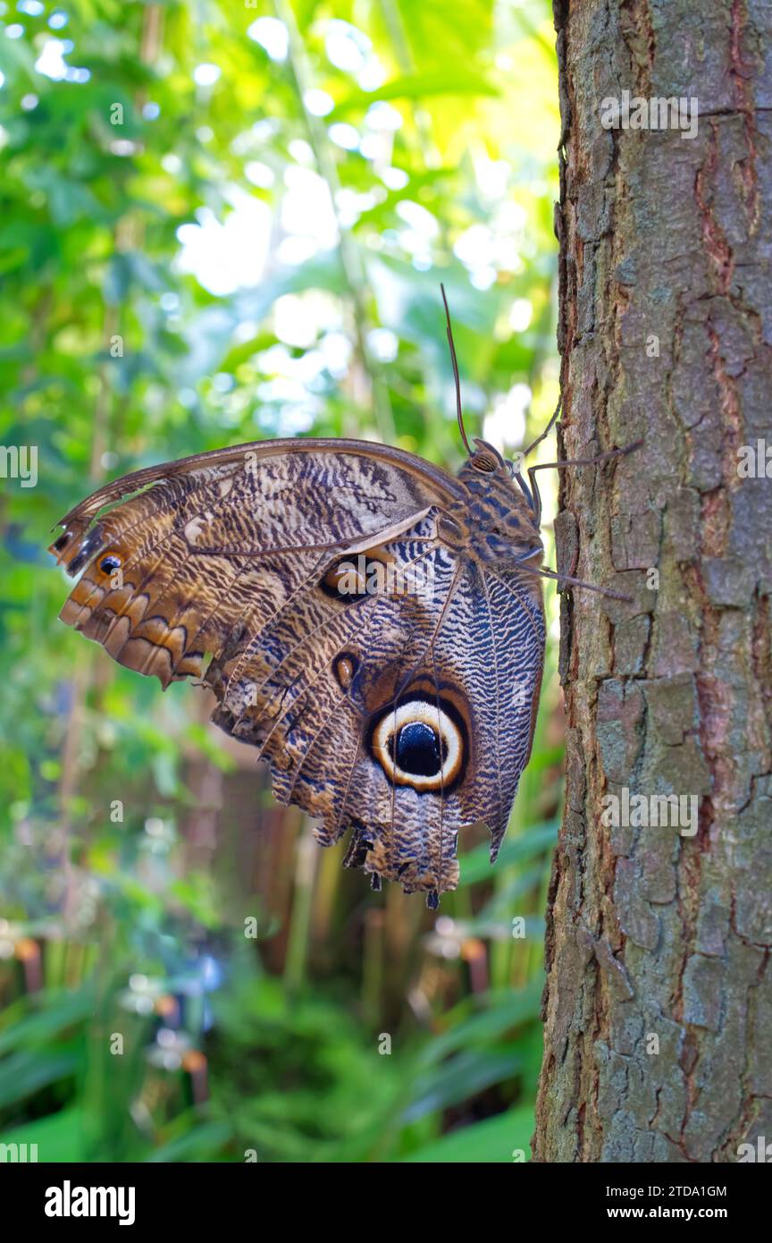 Side view of a brown butterfly with beautiful spots on the wings on the tree stem Stock Photo