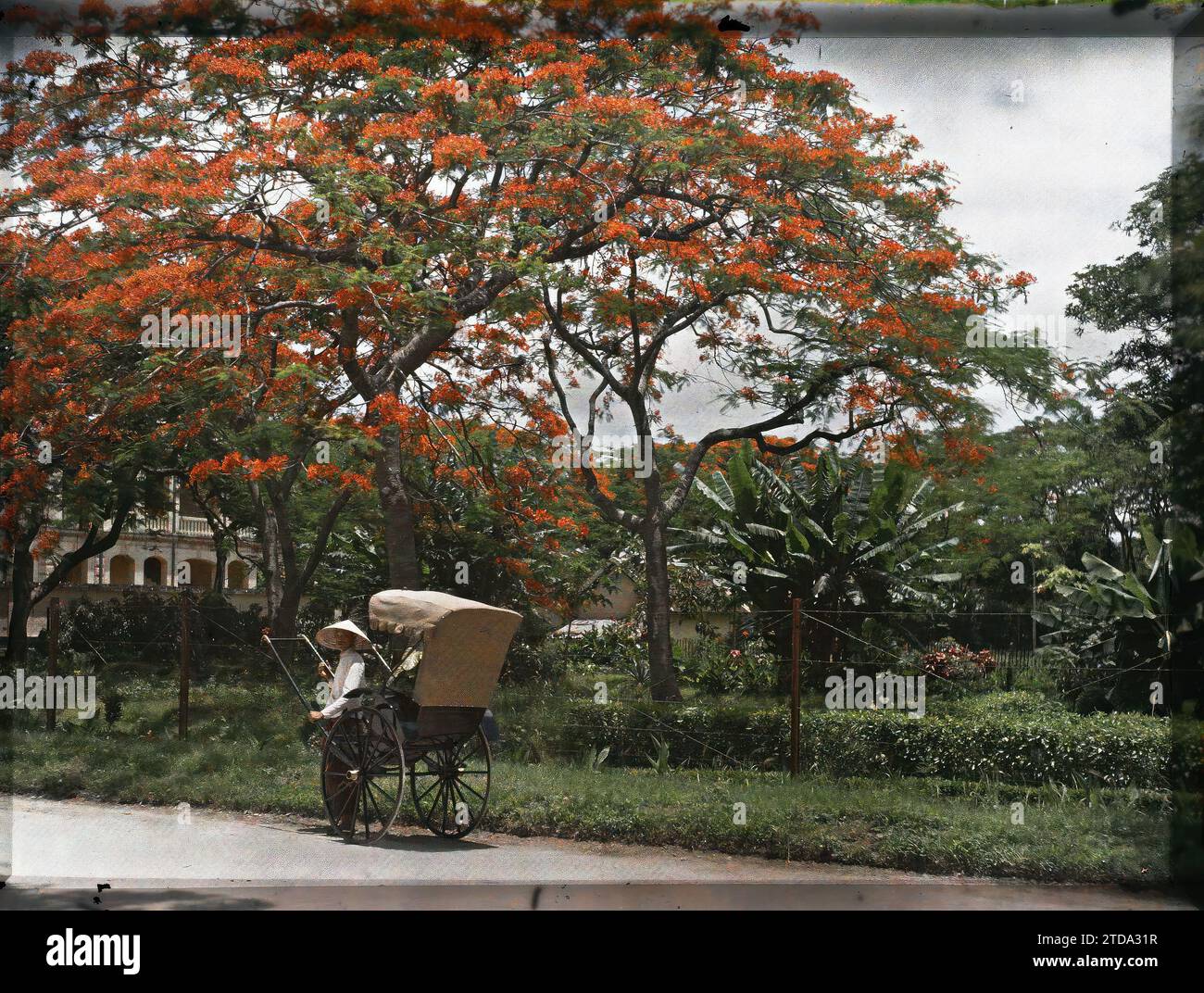 Hà-nôi, Hainoi Vietnam, Tonkin, Indochina Flamboyants and a rickshaw ...