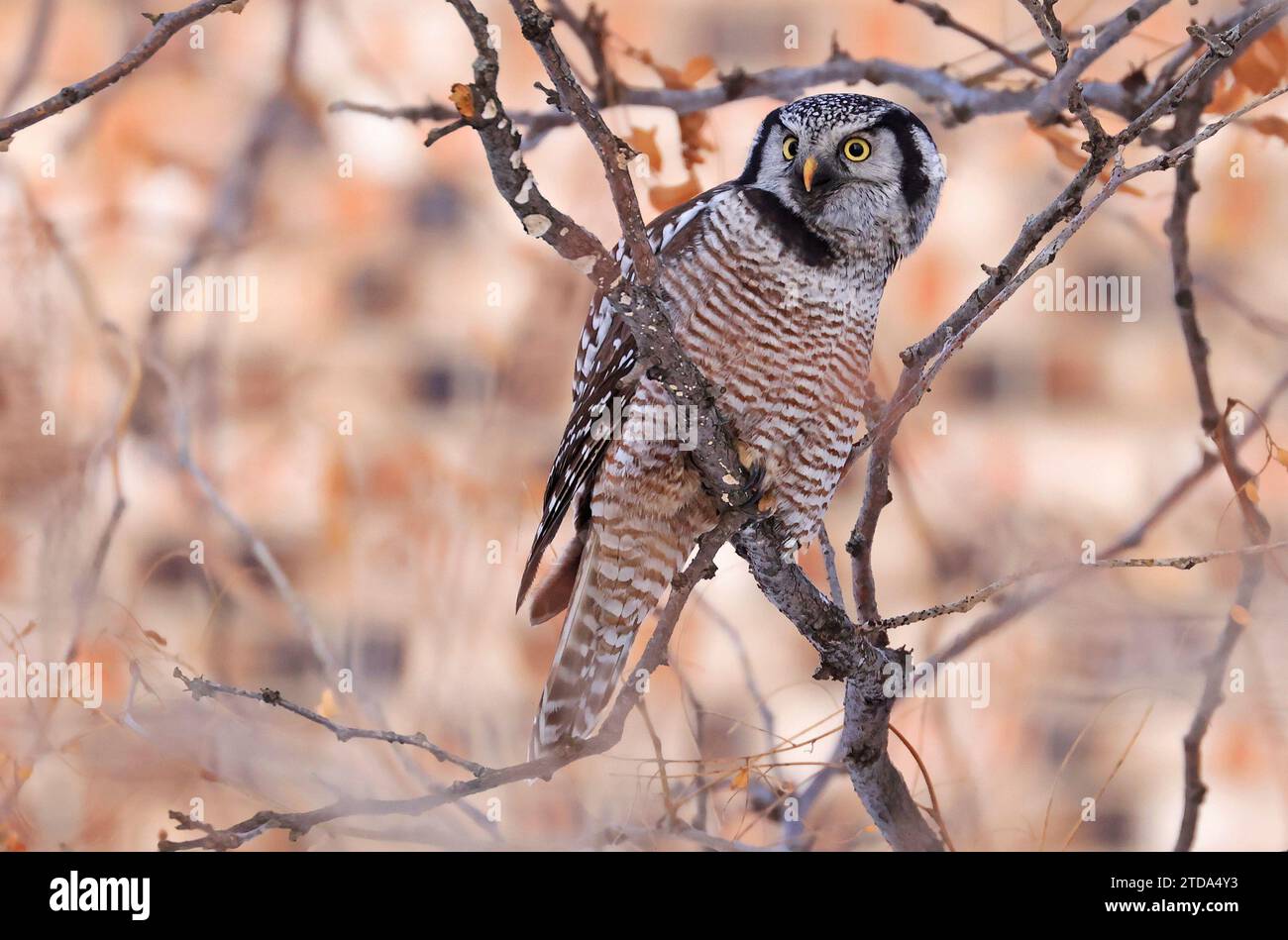 Northern Hawk Owl sitting on a branch tree into the forest, Quebec, Canada Stock Photo