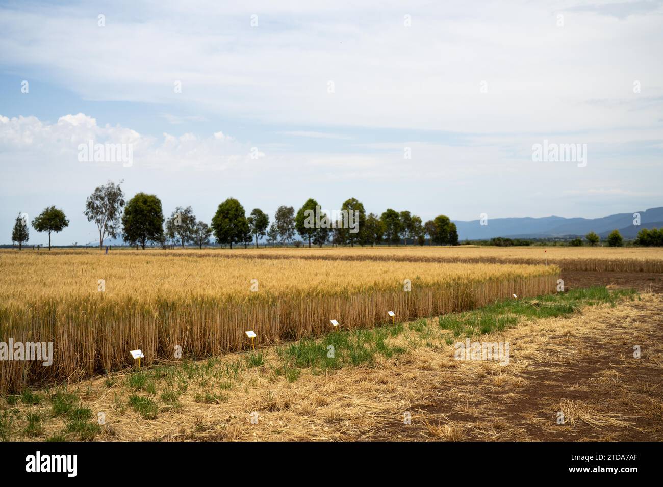 regenerative organic farmer, learning about cereal crops and looking at
