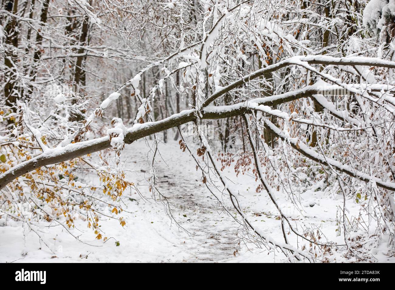 Blizzard Scene: Snow-Covered Tree Blocking Hiking Trail in Forest Stock Photo