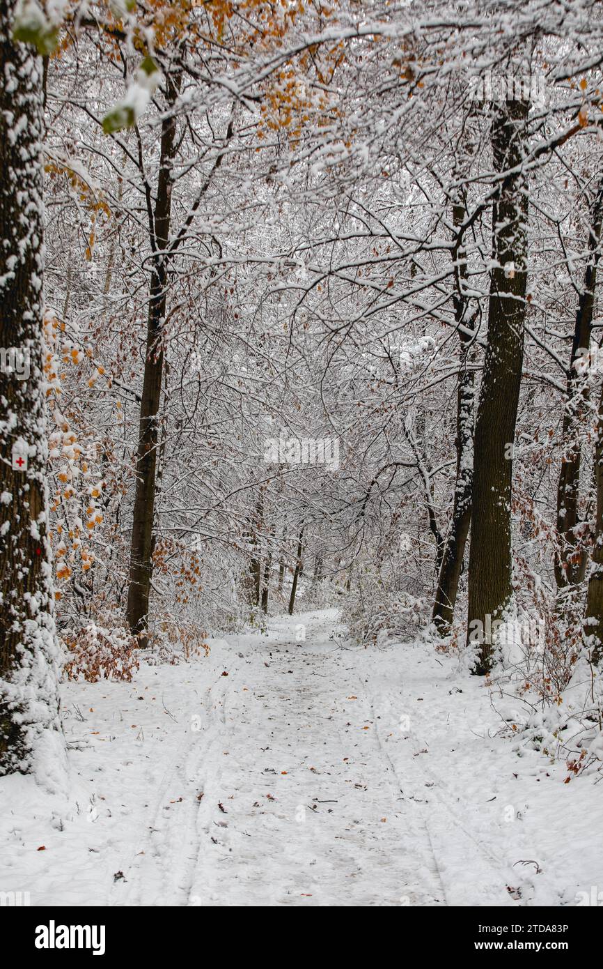 Explore the Enchanting Blizzard: Snow-Covered Stuttgart Hiking Trails ...