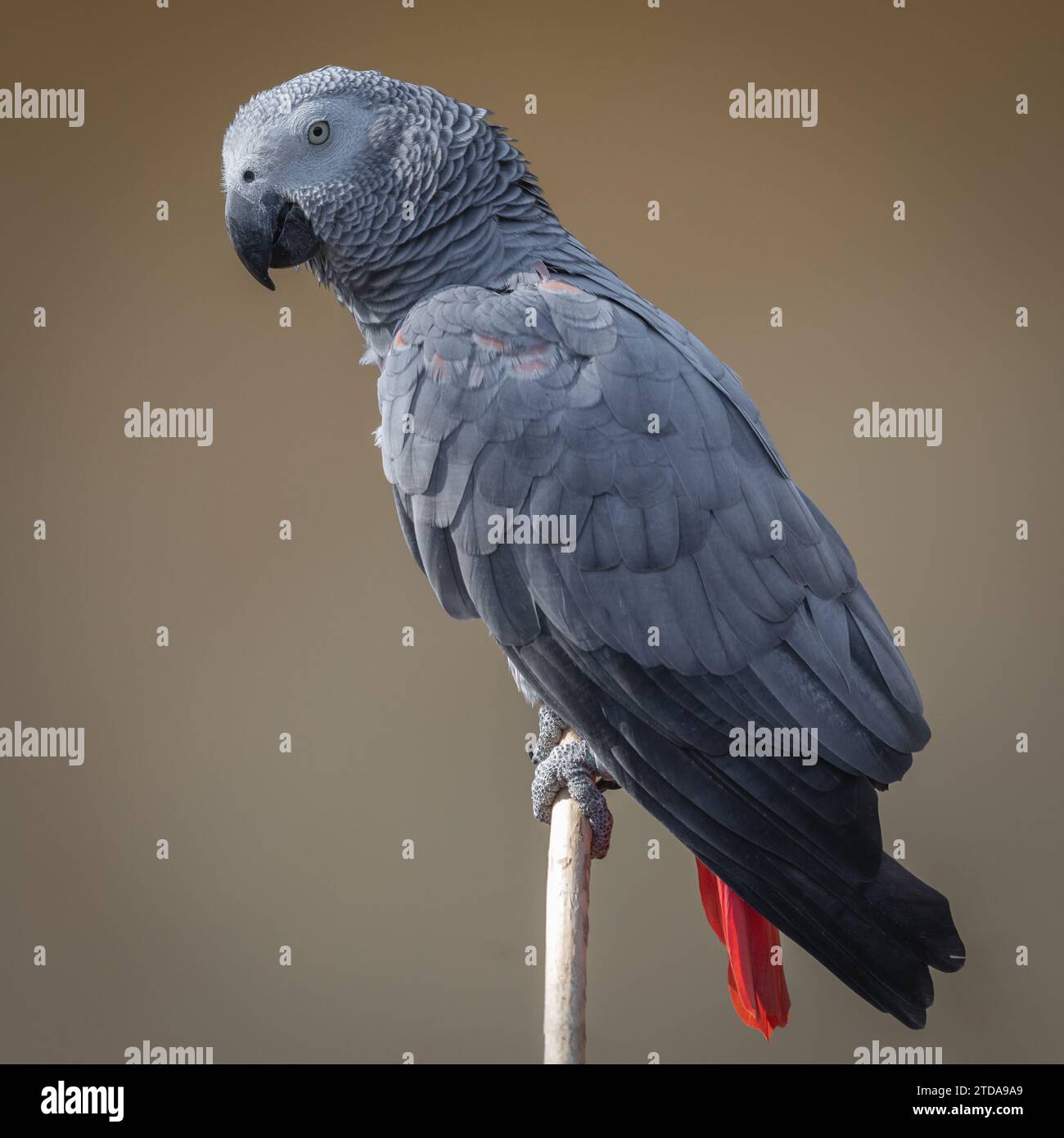 a close up full length portrait of an african grey parrot. Taken against a plain neutral background with space for text Stock Photo